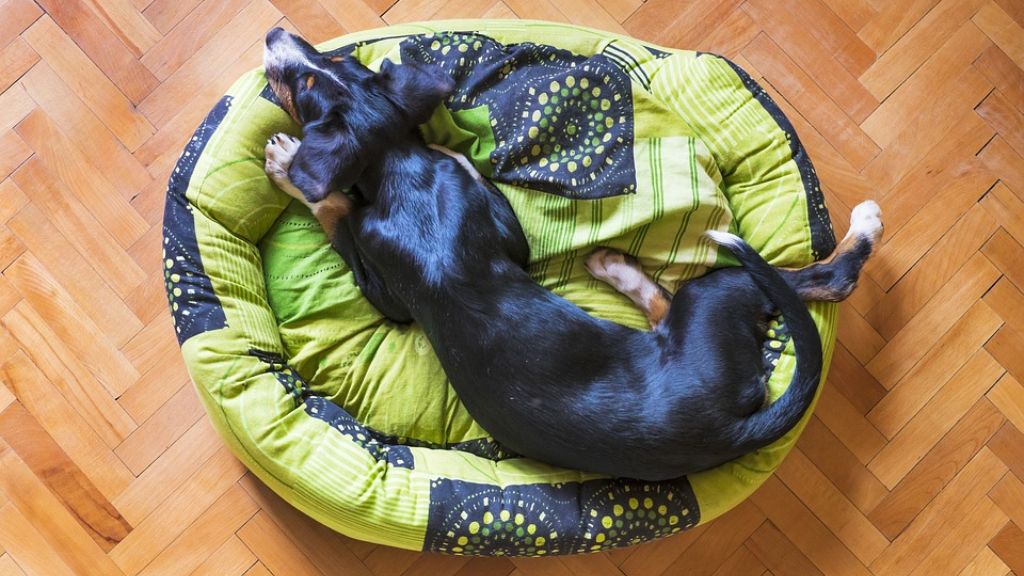 Dog Beds