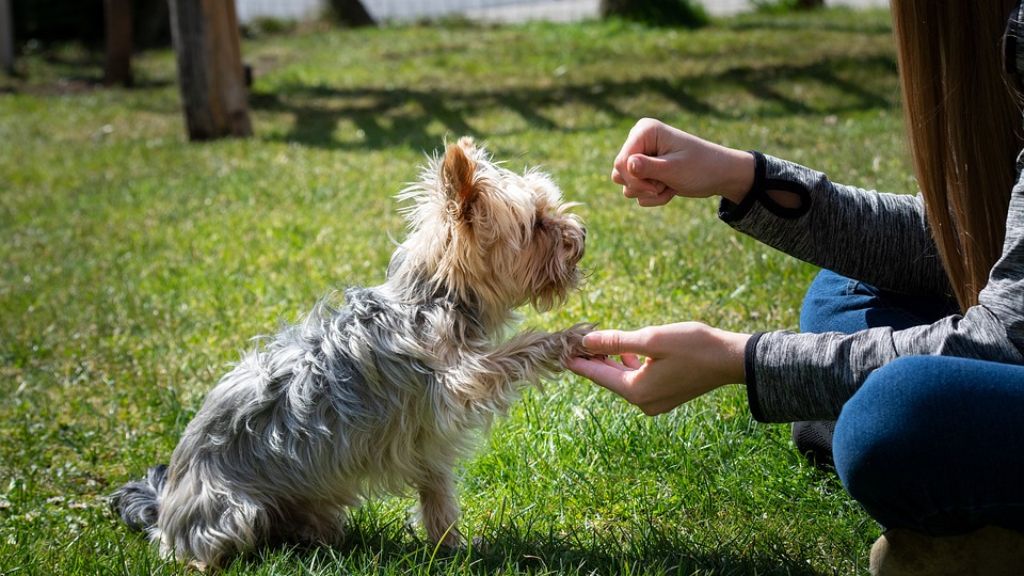 Dog Training