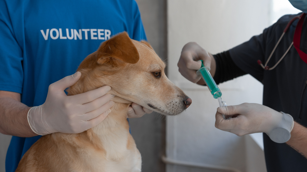 Dog Vaccination