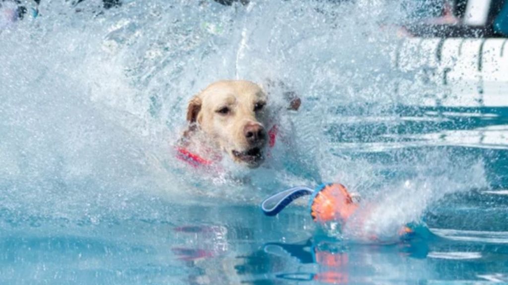 dock diving for dogs near me