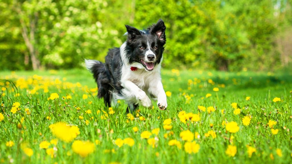 Border Collie