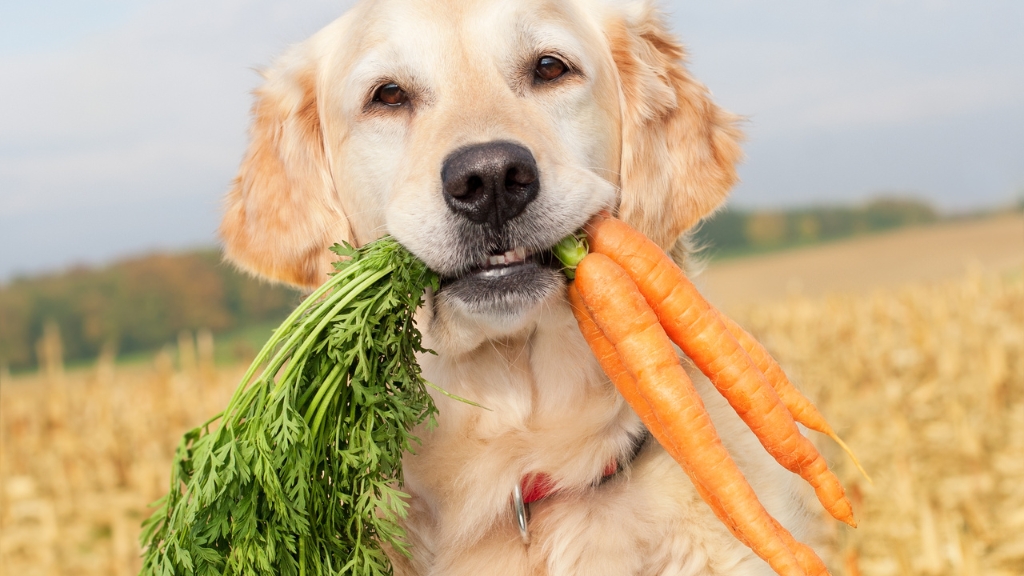 Dog Nutrition