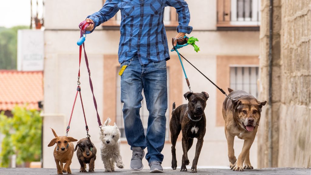 Dog Walker