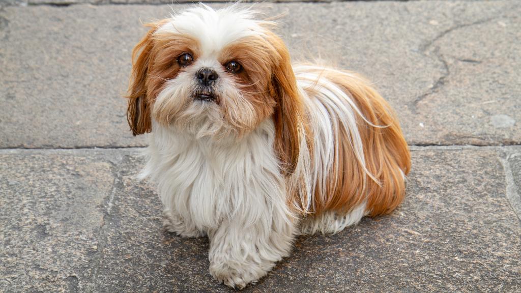 Shih Tzu