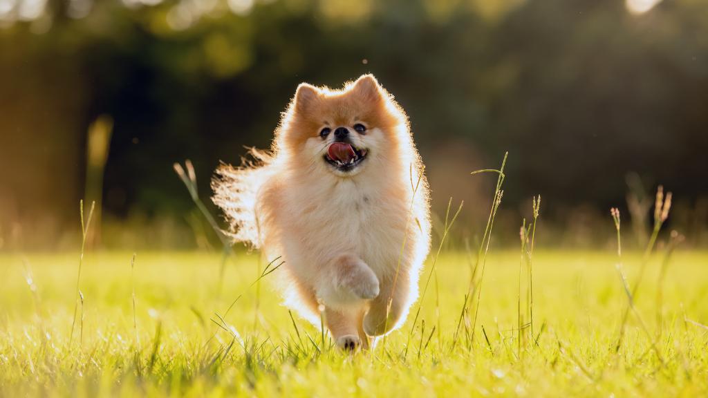 pomeranian dog breed