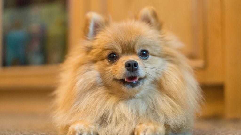 the pomeranian dog