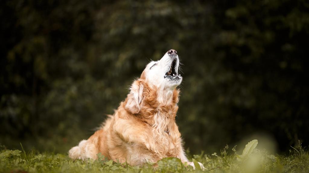 Howling Dog