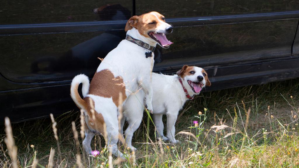 Why Do Female Dogs Cry When Mating