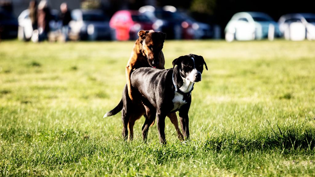 Why Female Dogs Cry When Mating