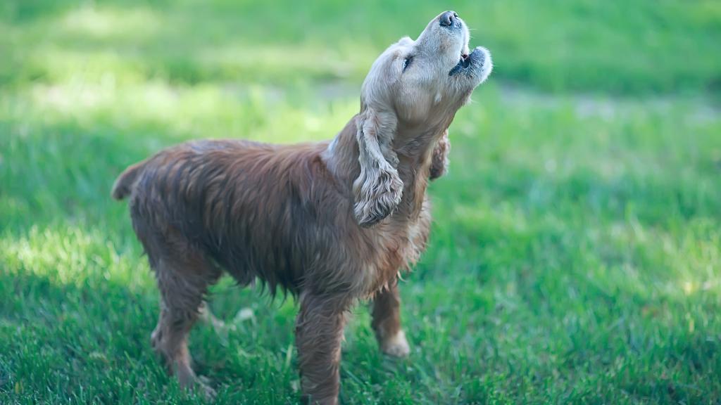 dog howl