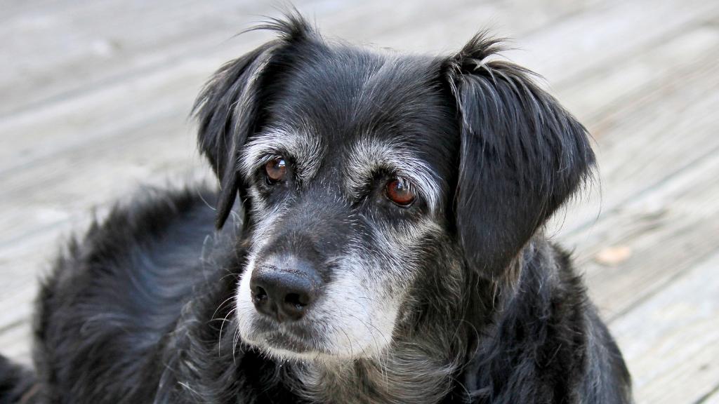 Benefits Of Adopting An Older Dog