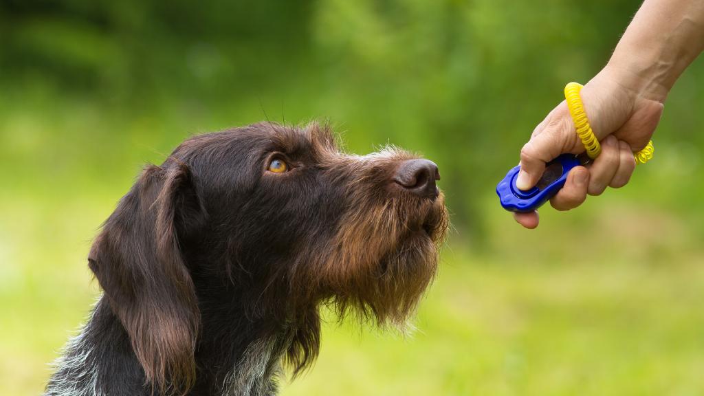 Clicker Training