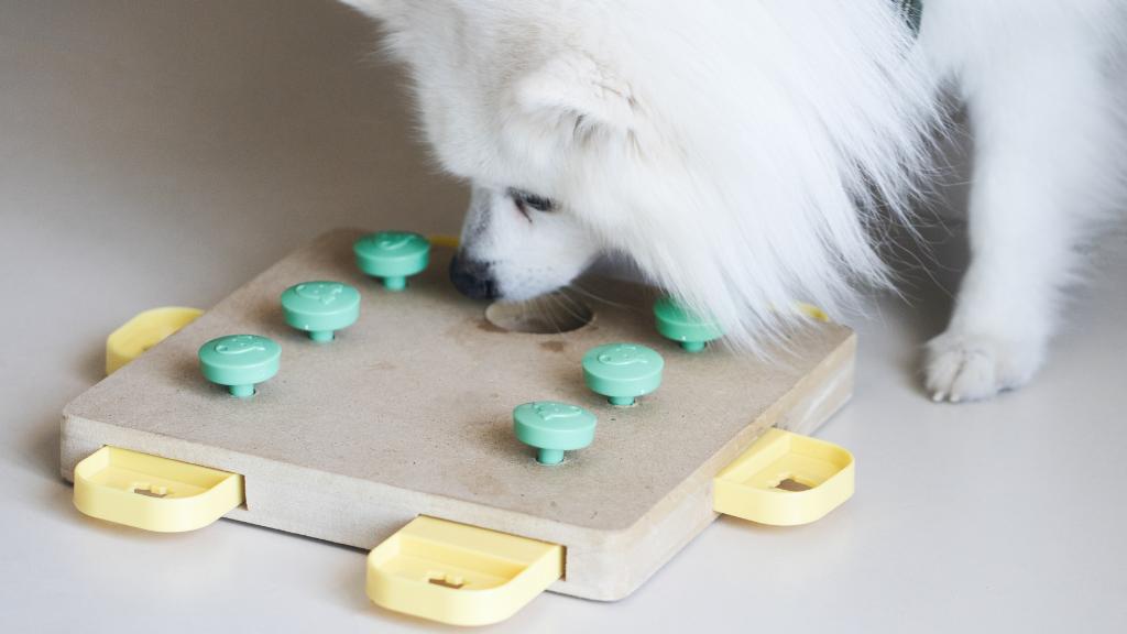 Dog Training Games