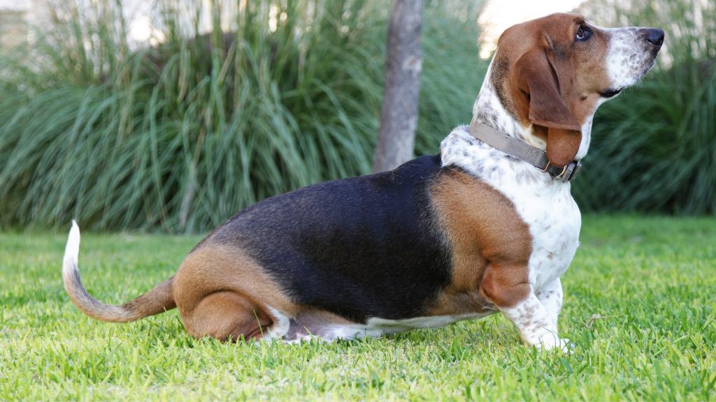 basset hound 2