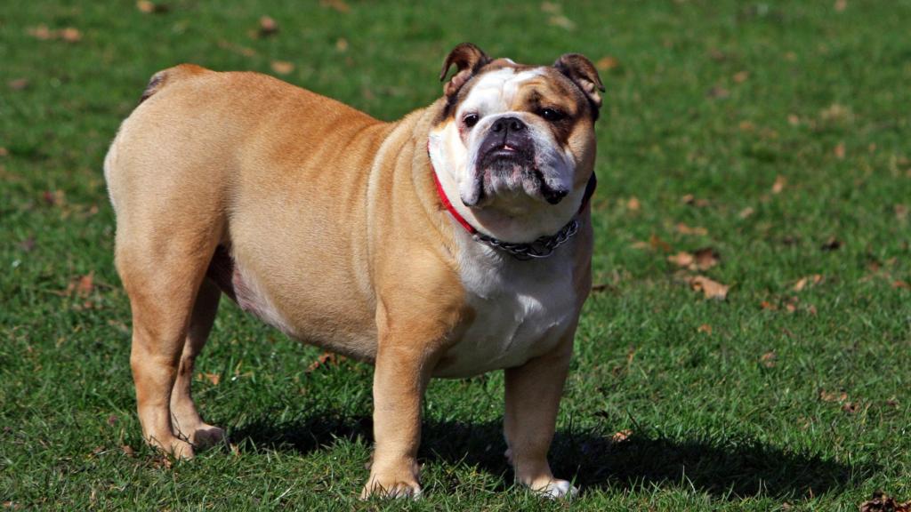 bulldog