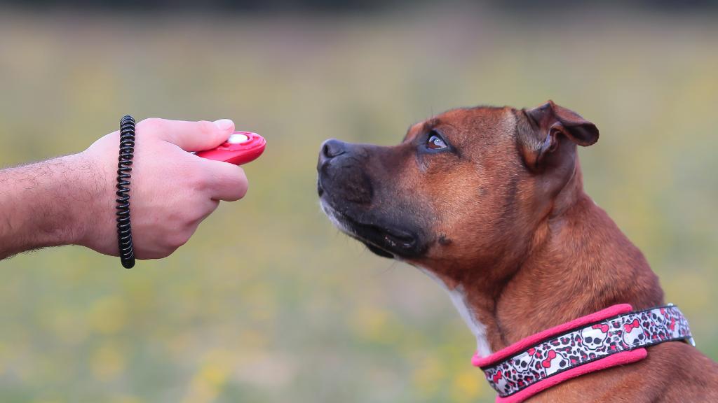 clicker training for dogs