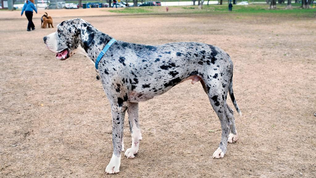 great dane