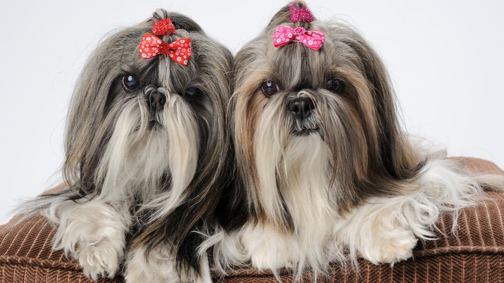 shih tzu 2